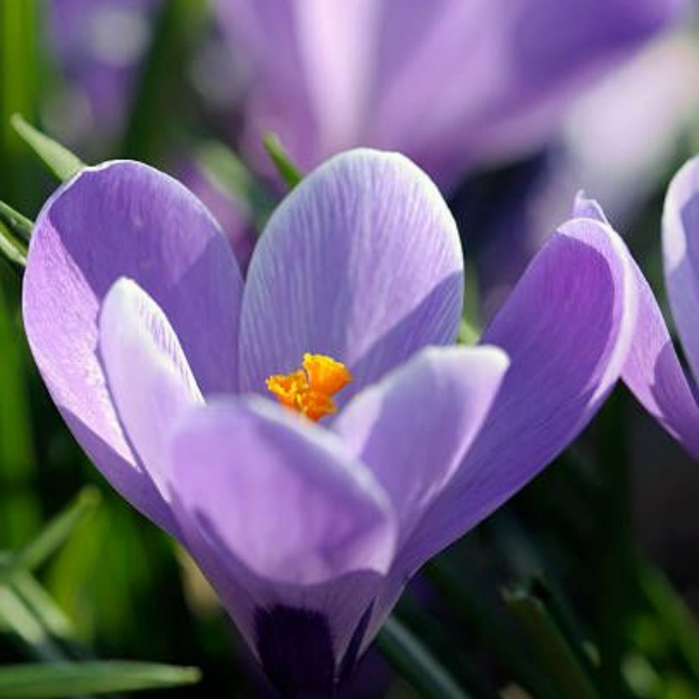 Meet your Posher, Doreen